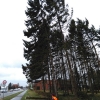 20150331 00515 Baum auf Strasse